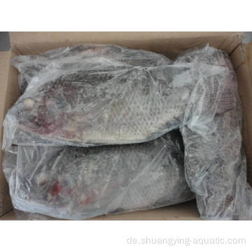 Gefrorenes ganze runde Fisch schwarzer Tilapia zum Marketing